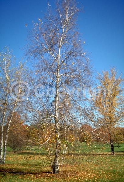Brown blooms; Deciduous; Broadleaf