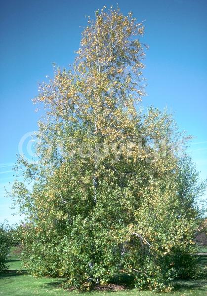 Brown blooms; Deciduous; Broadleaf