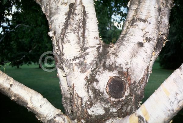 Yellow blooms; Brown blooms; Deciduous