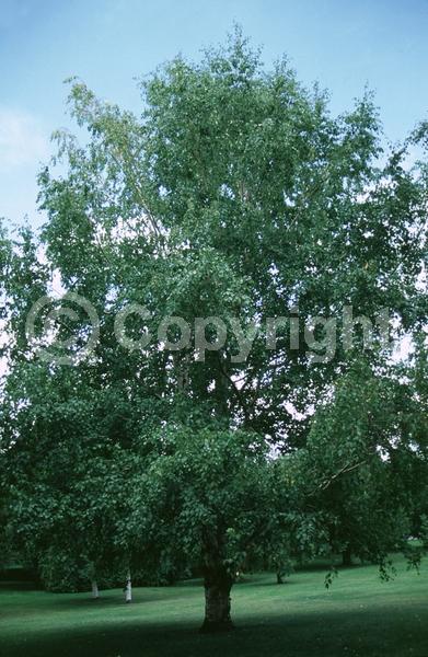 Yellow blooms; Brown blooms; Deciduous