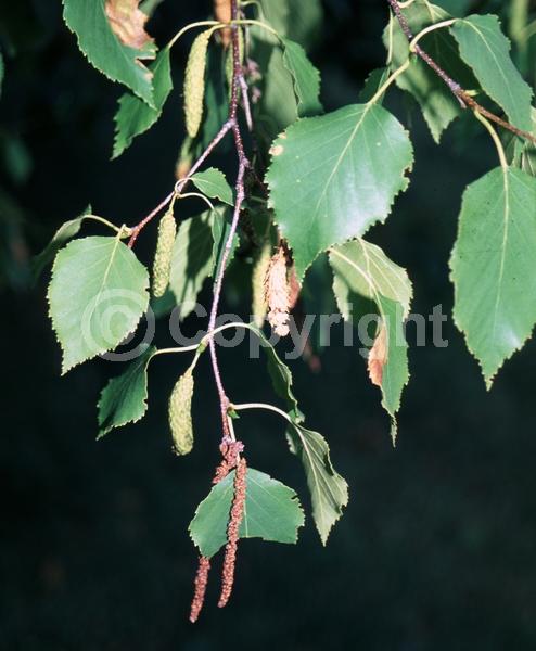 Brown blooms; Deciduous