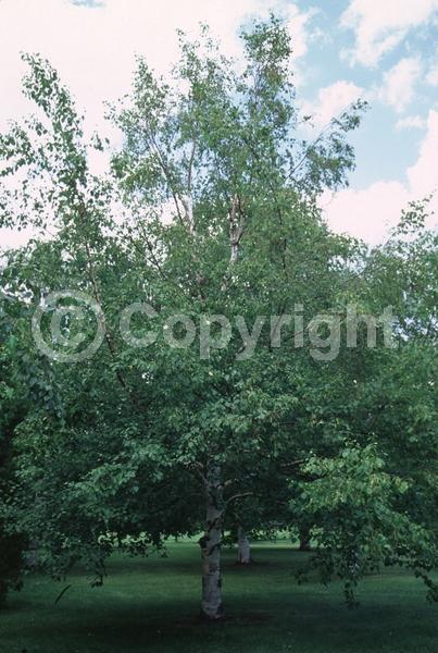 Brown blooms; Deciduous