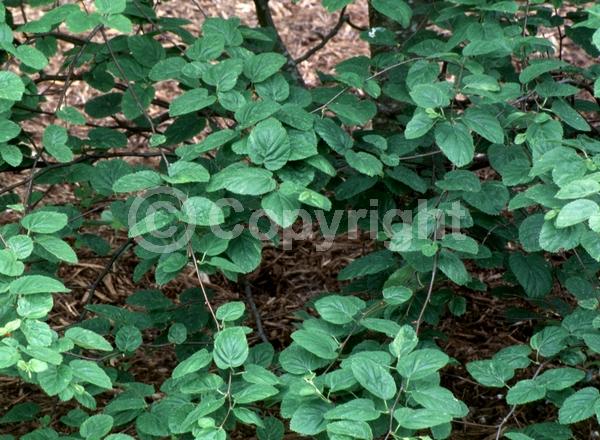 Brown blooms; Deciduous