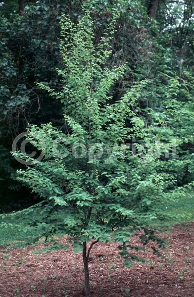 Brown blooms; Deciduous
