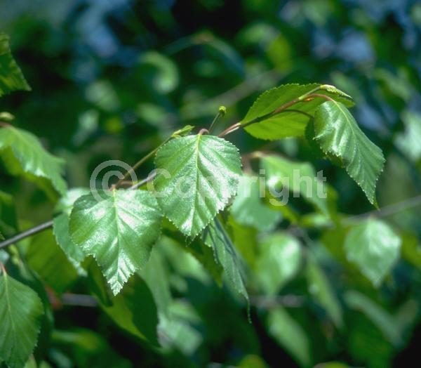 Brown blooms; Deciduous; Broadleaf