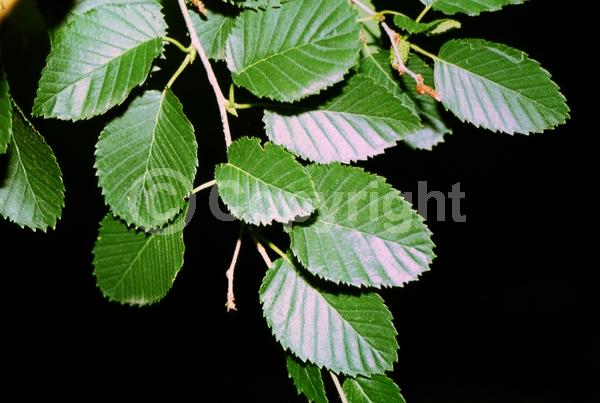 Yellow blooms; Deciduous