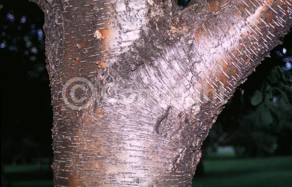 Yellow blooms; Deciduous