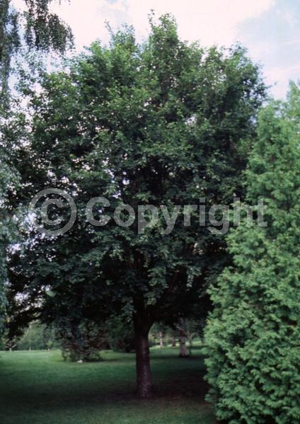 Yellow blooms; Deciduous