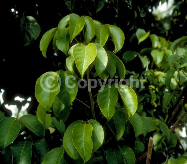 Green blooms; Evergreen; Needles or needle-like leaf