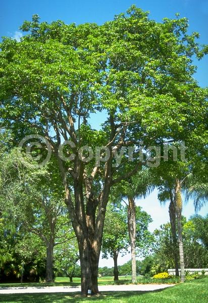 Green blooms; Evergreen; Needles or needle-like leaf