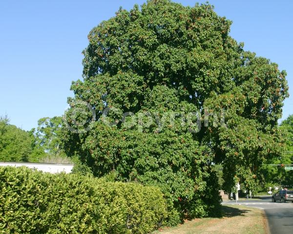 Green blooms; Evergreen; Needles or needle-like leaf