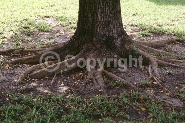 Green blooms; Evergreen; Needles or needle-like leaf