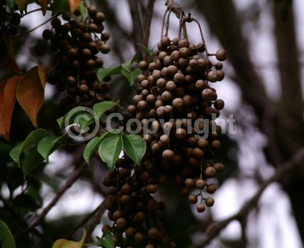Green blooms; Evergreen; Needles or needle-like leaf