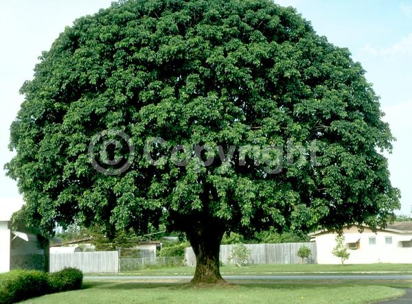 Green blooms; Evergreen; Needles or needle-like leaf