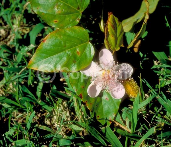 Pink blooms; Evergreen