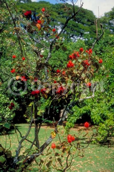 Pink blooms; Evergreen