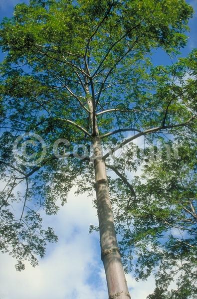 Red blooms; Deciduous; Broadleaf