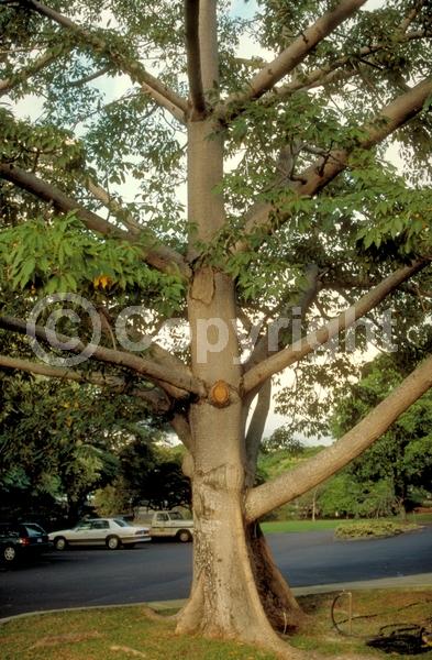 Red blooms; Deciduous; Broadleaf