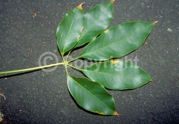 Red blooms; Deciduous; Broadleaf