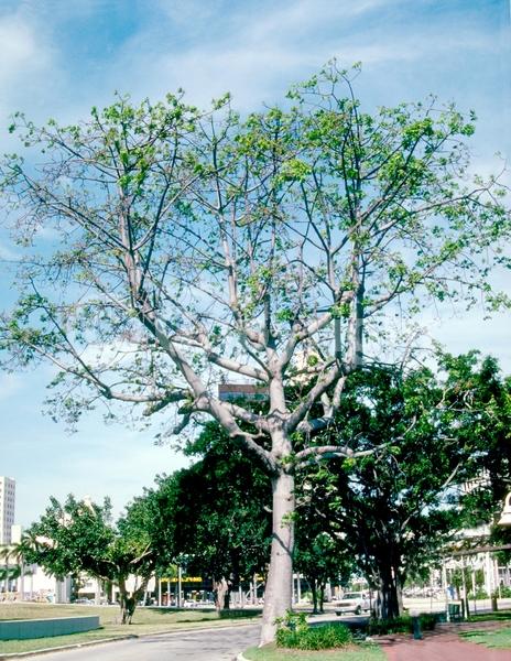 Red blooms; Deciduous; Broadleaf