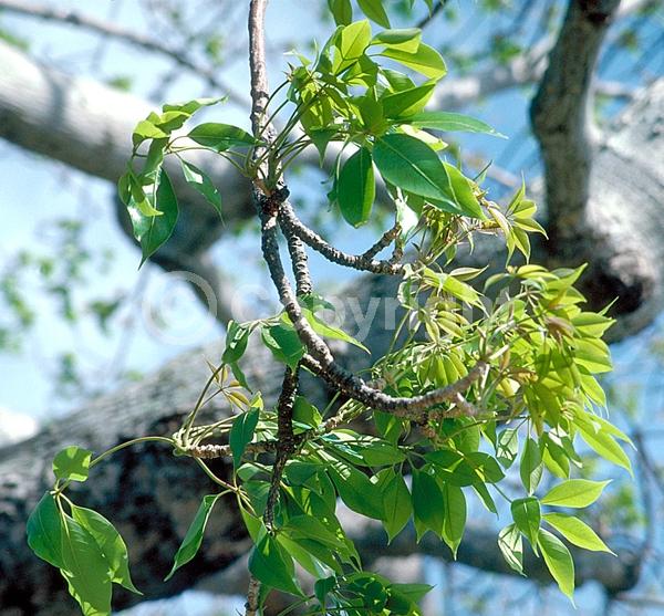 Red blooms; Deciduous; Broadleaf