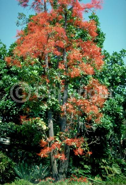 Red blooms; Pink blooms; Deciduous; Broadleaf