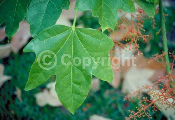 Red blooms; Pink blooms; Deciduous; Broadleaf