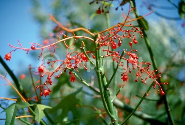 Red blooms; Pink blooms; Deciduous; Broadleaf