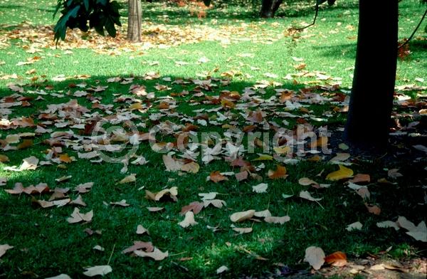 Red blooms; Pink blooms; Deciduous; Broadleaf