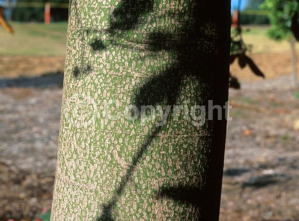 Red blooms; Pink blooms; Deciduous; Broadleaf