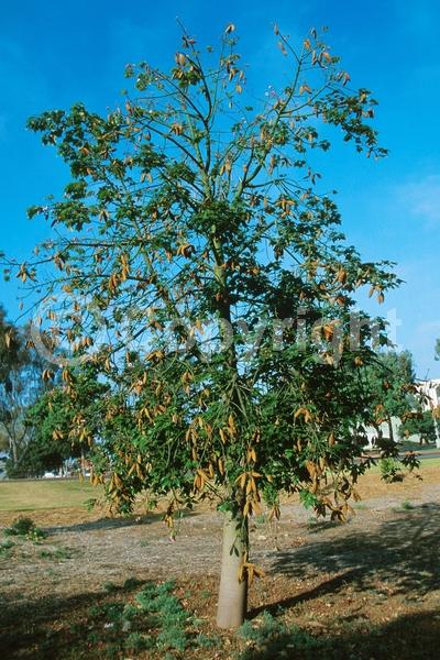 Red blooms; Pink blooms; Deciduous; Broadleaf