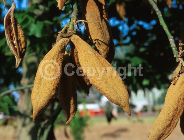 Red blooms; Pink blooms; Deciduous; Broadleaf