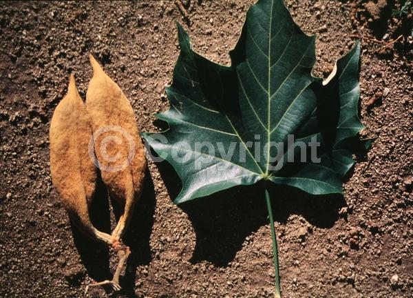 Red blooms; Pink blooms; Deciduous; Broadleaf