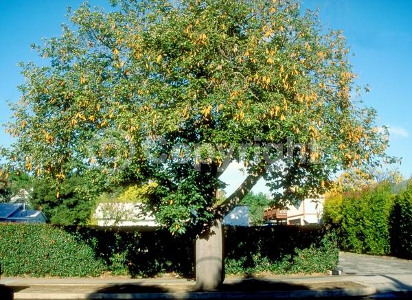 Red blooms; Pink blooms; Deciduous; Broadleaf