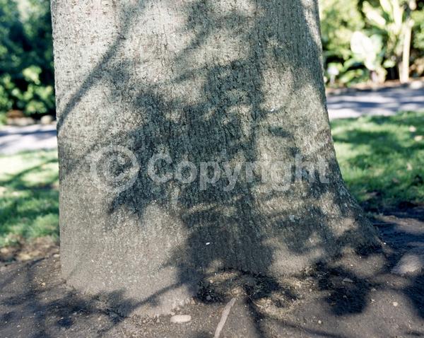 Red blooms; Salmon blooms; Semi-evergreen