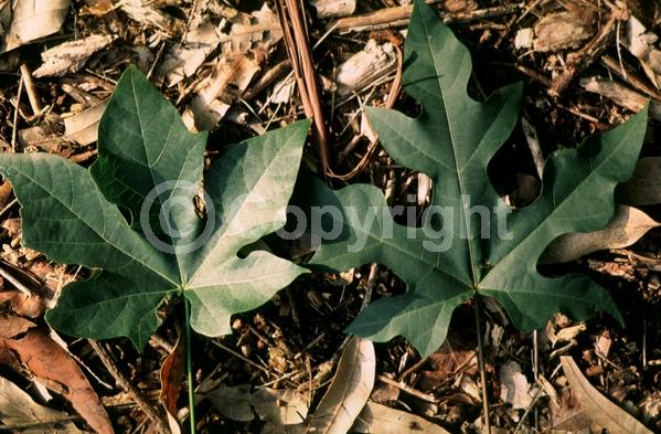 Red blooms; Salmon blooms; Semi-evergreen