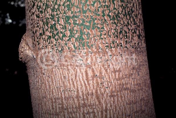 Red blooms; Salmon blooms; Semi-evergreen