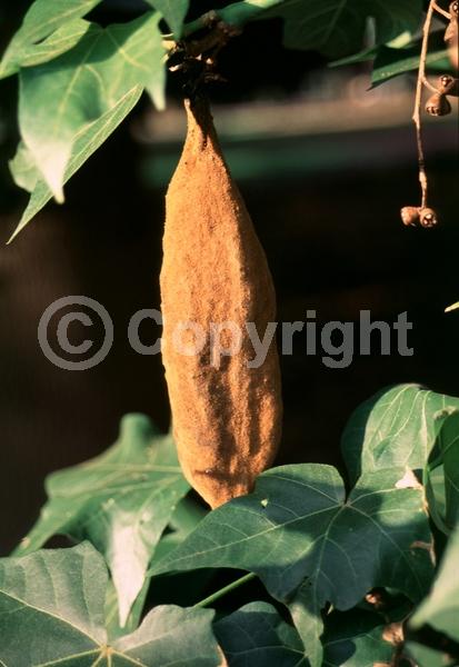 Red blooms; Salmon blooms; Semi-evergreen