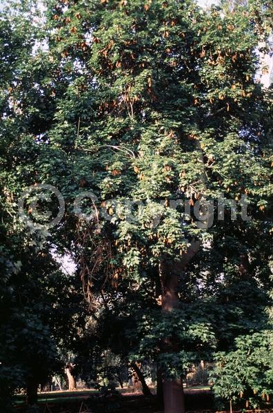 Red blooms; Salmon blooms; Semi-evergreen