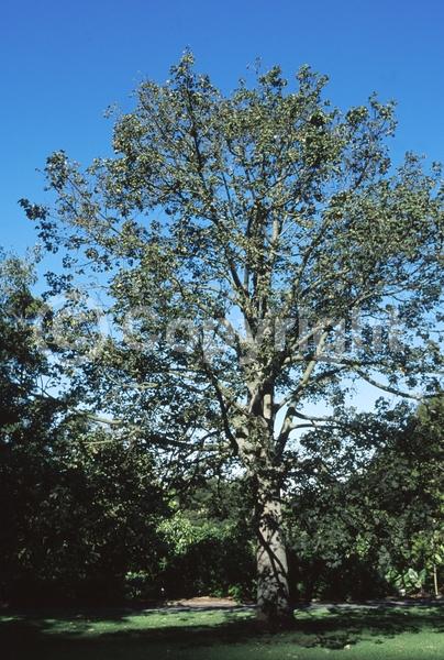 Red blooms; Salmon blooms; Semi-evergreen