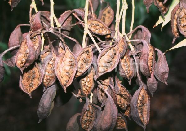 Red blooms; Pink blooms; Deciduous; Broadleaf