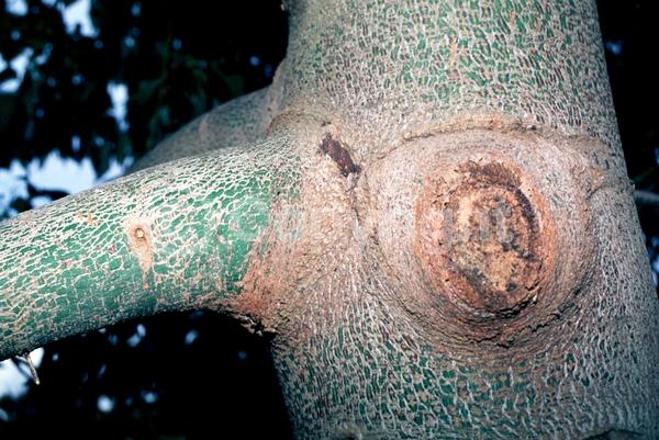 Red blooms; Pink blooms; Deciduous; Broadleaf