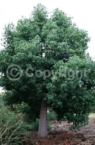 Red blooms; Pink blooms; Deciduous; Broadleaf