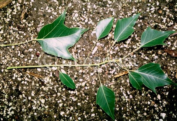 Red blooms; Pink blooms; Deciduous; Broadleaf