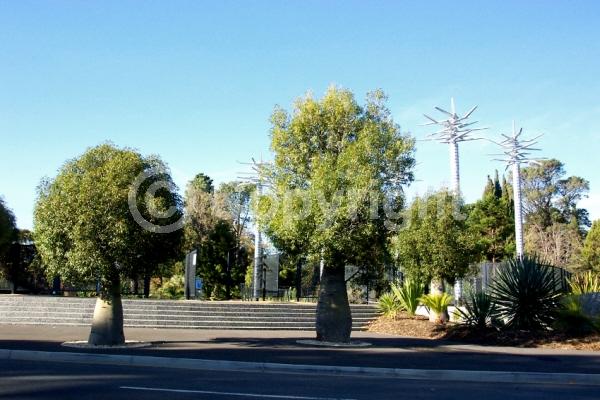 Unknown blooms; Semi-evergreen