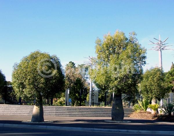 Unknown blooms; Semi-evergreen