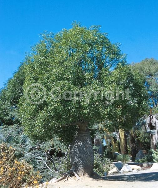 Unknown blooms; Semi-evergreen