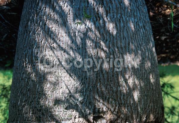 Unknown blooms; Semi-evergreen