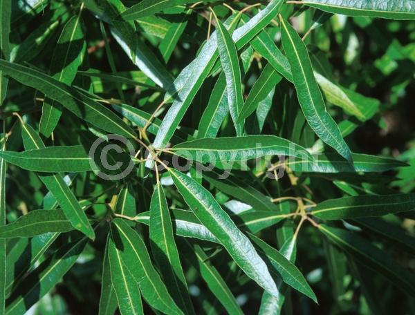 Unknown blooms; Semi-evergreen