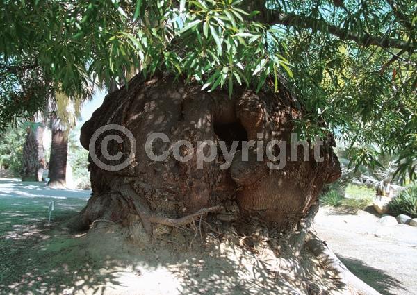 Unknown blooms; Semi-evergreen